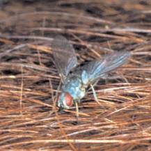 horn fly feeding on cattle