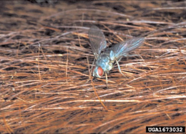 Horn fly feeding on a cow.