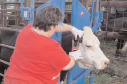 Woman applying insecticidal ear tag to cattle