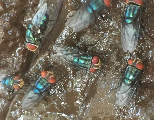 New World screwworm adult flies