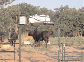 solar-powered sprayer with cows