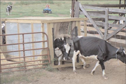 Dairy Cows Using Walk-through (Bruce) Trap