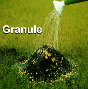 watering can pouring water over a fire ant mound