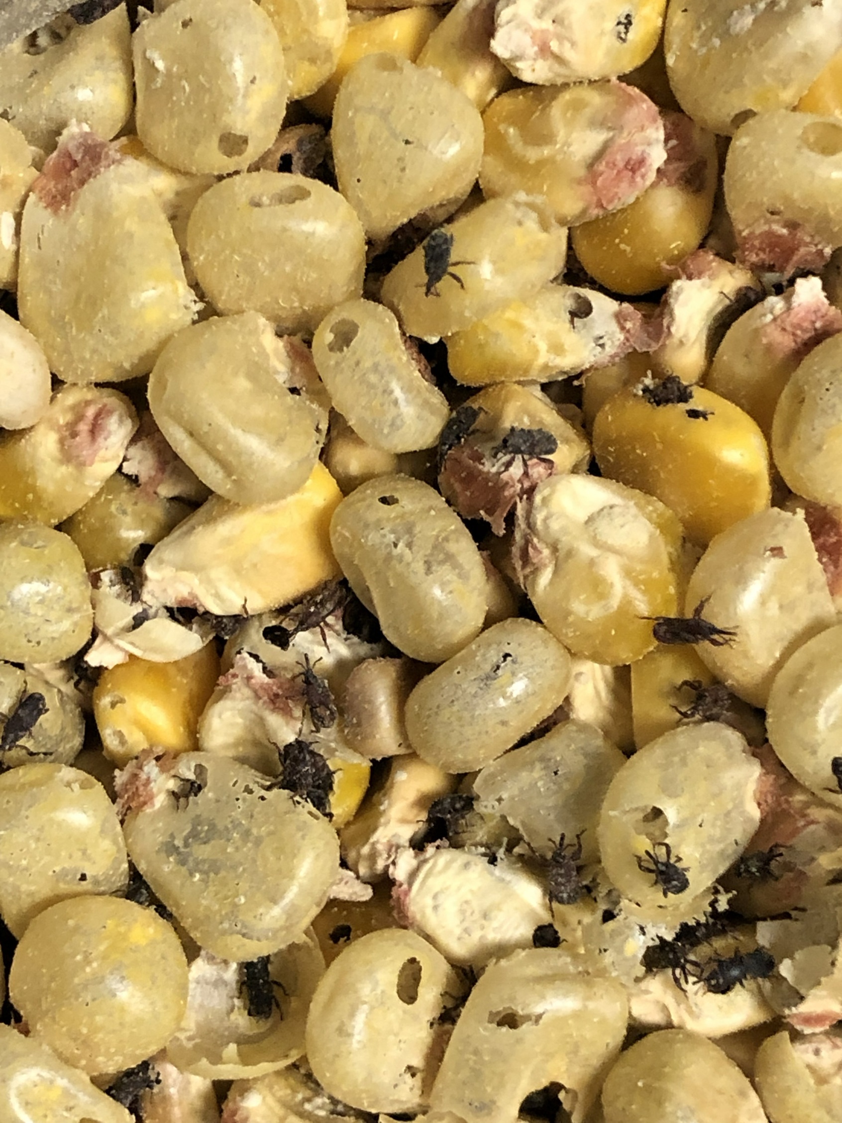Maize weevils on corn kernels