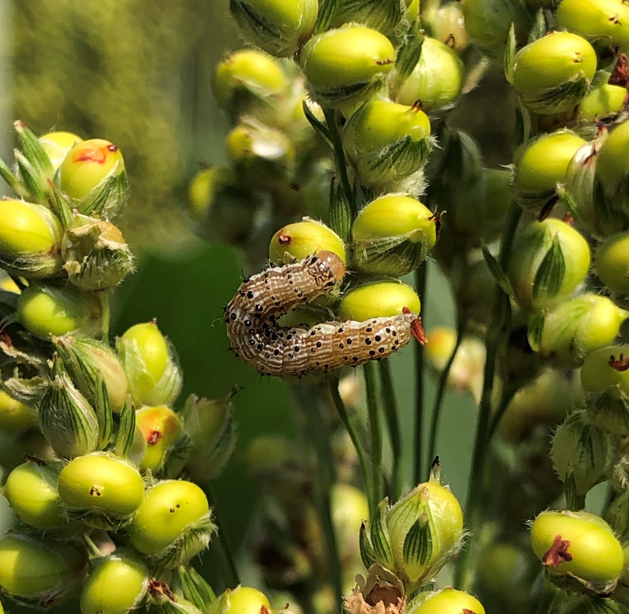 Photo of a corn earworm feeding on grain sorghum head