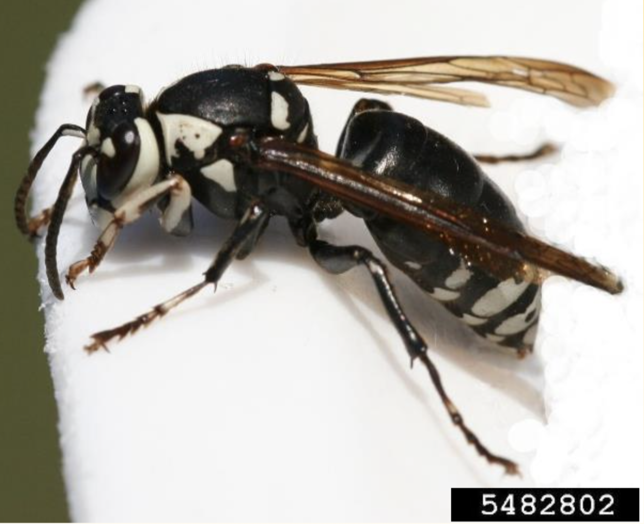 Baldfaced Hornet sideview