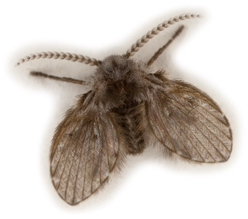 common drain fly, clogmia albipunctata. photo by sanjay acharya from wikipedia