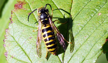 close up of a yellowjacket on a leaf