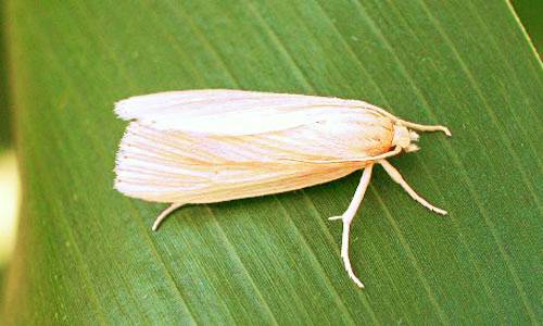 Off-white, slender moth with no pattern on wings resting on a green leaf. (Photo Credit: Unviersity of Missouri Extension)