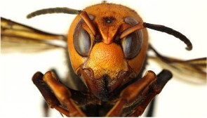 Asian Giant Hornet face