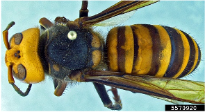 Asian Giant Hornet top view