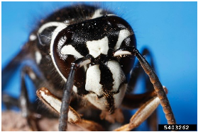 Baldfaced Hornet face