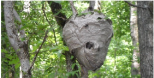 Baldfaced Hornet nest