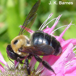 Carpenter Bee