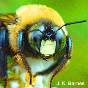 Male Carpenter Bee Face