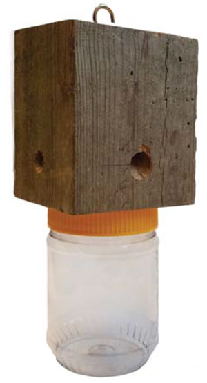 Carpenter Bee Trap - Block of wood with small hole and a clear jar screwedon