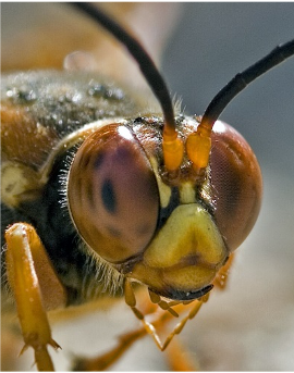 Cicada Killer Wasp face