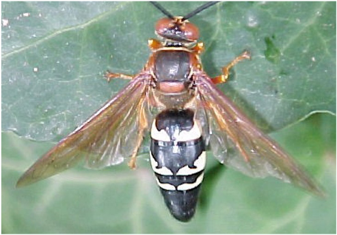 Cicada Killer Wasp top view