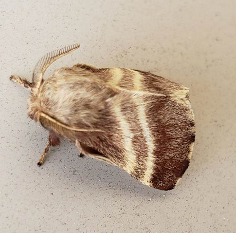 Eastern tent caterpillar moth Light brown fuzzy moth