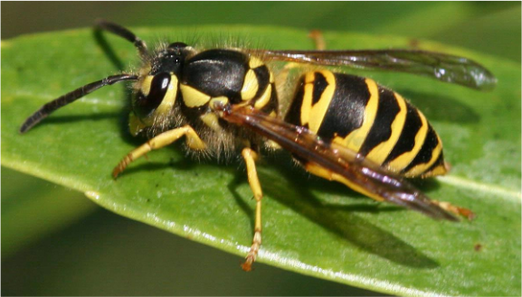 Eastern Yellowjacket body