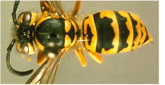Eastern Yellowjacket top view