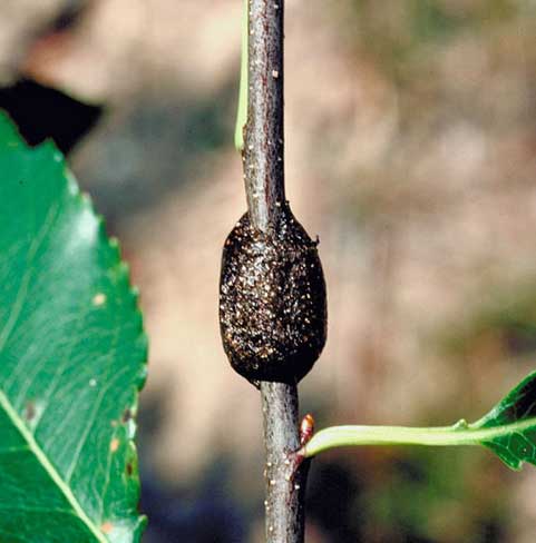 eastern tent caterpillar egg mass on a branch