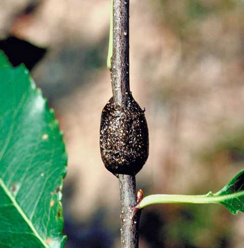 eastern tent caterpillar egg mass on a branch eastern tent caterpillar egg mass on a branch