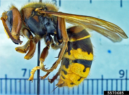 European Hornet sideview