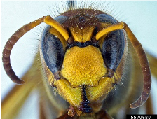 European Hornet face