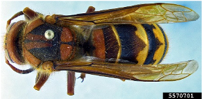 European Hornet top view