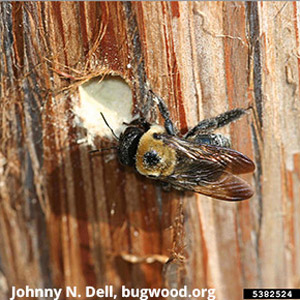 Female Carpenter Bee