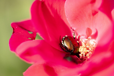 Japanese Beetle on Roses