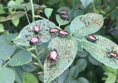 Japanese beetles feeding on rose bush in Craighead County Arkansas