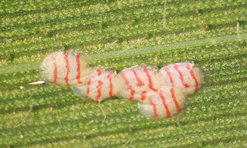 Creamy white mass with red stripes on the surface of a green leaf. (Photo Credit: University of Missouri Extension)
