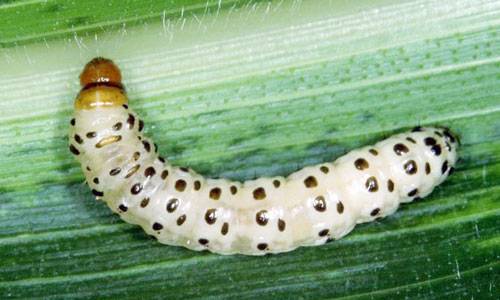 Small, off-white worm with black dots and a black/brown head capsule. (Photo Credit: University of Missouri)