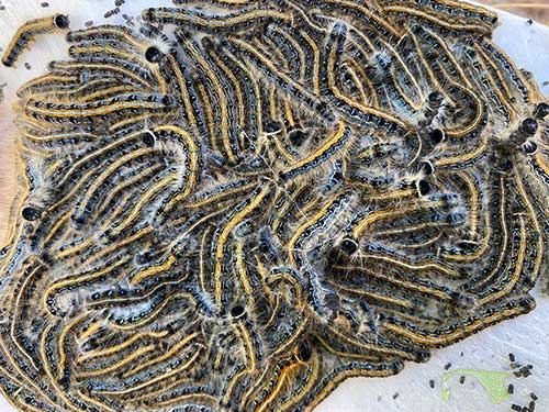 eastern tent caterpillar mass eastern tent caterpillar mass