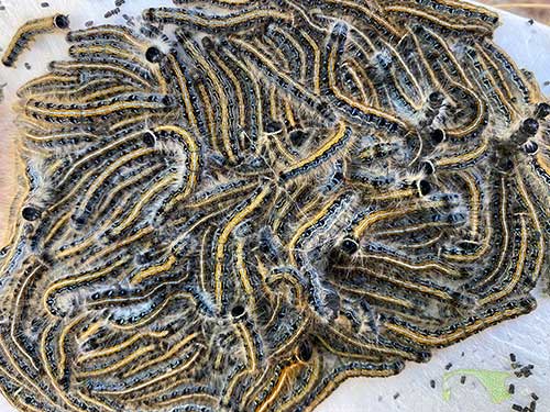 eastern tent caterpillar mass