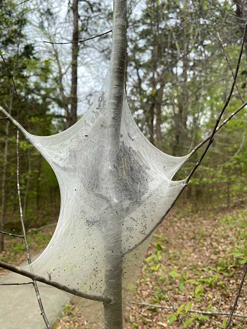 Eastern tent caterpillars inside a silk tent in the crook of a young tree