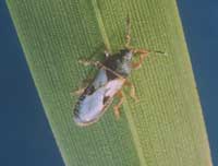 Picture of a multi-colored hinch bug crawling on a green leaf.