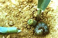 Photo of Cutworm larva laying next to a freshly cut green plant stalk.