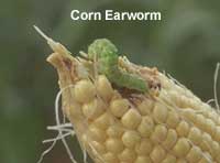 Photo of a green Corn earworm feasting on a fresh shucked ear of corn