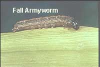 Photo of a mature Fall armyworm crawling on a green leaf.
