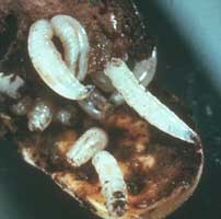 Photo of seed corn maggots eating an ear of corn