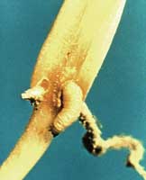 Picture of southern corn rootworm larva.