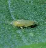 Photo of the tiny Adult Thrips on a green leaf