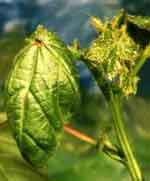 Photo of plant with Aphid damage