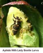 Photo of tiny Aphids with Lady Beetle Larva on a plant