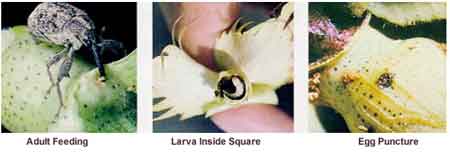 Three pictures.  The first one shows an adult boll weevil feeding on a cotton square. The second shows an exposed boll weevil inside square. The third shows feeding and egg punctures by boll weevils.