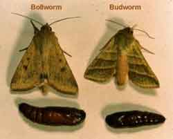 Photo of an Adult and Larva stage of the Cotton Bollworm and Tobacco Budworm