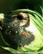 Photo showing damage to a Cotton boll caused by a Bollworm